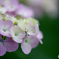 いつもの公園「紫陽花の頃」（６）