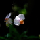 DSCF3891
