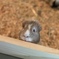 ｺﾝﾆﾁﾊ