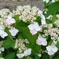 飛鳥山の紫陽花