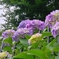飛鳥山の紫陽花