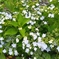 飛鳥山の紫陽花