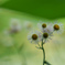 シャイな花
