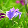 菖蒲