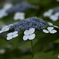 額紫陽花