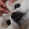 ふがふが