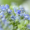 紫陽花の涙