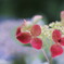 紫陽花