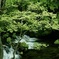 深緑