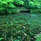新緑のモネの池