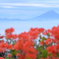 甘利山に咲くレンゲツツジと富士山