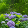 色鮮やかに紫陽花