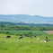The Hokkaido