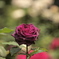 薔薇