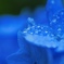 紫陽花ジュエリー