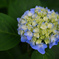 日陰の花