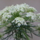 ニンジンの花