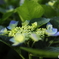 道端に咲く花