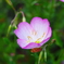華 #299