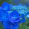 紫陽花　その６