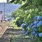 拝啓 芒種の候 天浜1