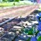 拝啓 芒種の候 天浜2