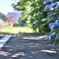 拝啓 芒種の候 天浜3