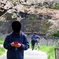 見逃した花吹雪