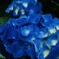 紫陽花2