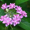 雨の日の紫陽花2