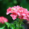 雨の日の紫陽花4