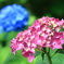 雨の日の紫陽花7