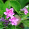 雨の日の紫陽花10