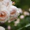 男性が多い写真業界で女性は活躍できるのか？