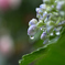 梅雨入りの日