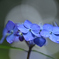 雨に濡れる紫陽花