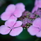 紫陽花