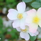 一重薔薇