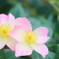 一重薔薇2