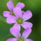 街の花