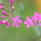 街の花