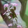 魅惑の山アジサイ