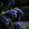 群生紫陽花