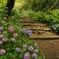 紫陽花の道