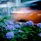 紫陽花の咲く道 3
