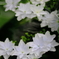 紫陽花　その１