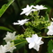 紫陽花　その２