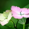 紫陽花　その３
