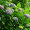 紫陽花　その４