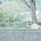野良にゃんこ